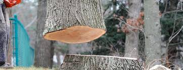 Reliable Oklahoma, PA Tree Care Solutions