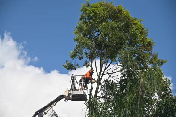 How Our Tree Care Process Works  in  Oklahoma, PA
